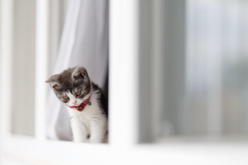 窓から顔を出す子猫