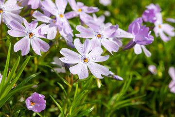 Spring blossom of mountain emerald blue creeping phlox subulata in garden
