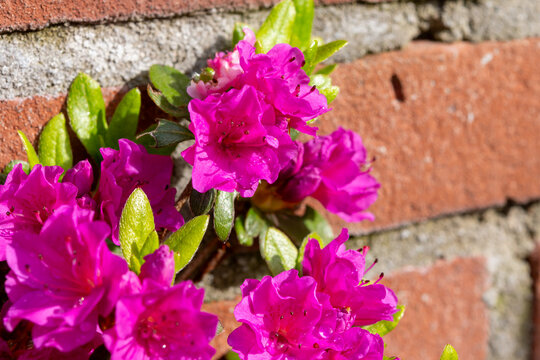 Pink blossom of rhododendron azalea flowers in spring garden