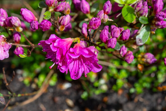 Pink blossom of rhododendron azalea flowers in spring garden