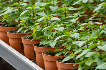 Young plants of aromatic Thai basil herb in greenhouse, cultivation of eatable plants and flowers, decoration for exclusive dishes in premium gourmet restaurants