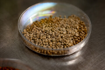 Samples of new legumes and vegetables seeds varieties in seed bank, seedlings for spring sowing in fields