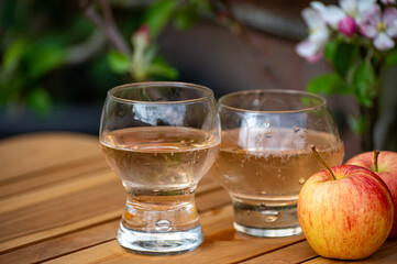 Brut apple cider from Betuwe, Gelderland, in glasses and blossom of apple tree in garden on background on sunny day, apple cider production in Netherlands