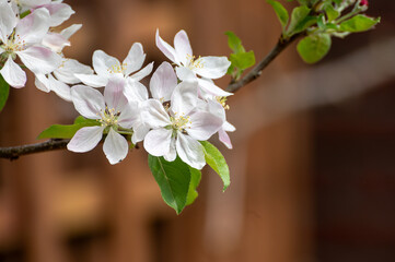 Spring pink blossom of apple trees in orchard, fruit region Haspengouw in Belgium, close up