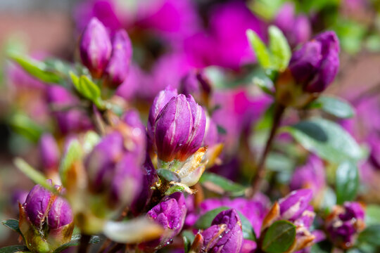 Pink blossom of rhododendron azalea flowers in spring garden