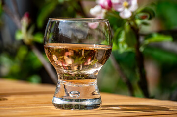 Brut apple cider from Betuwe, Gelderland, in glass and blossom of apple tree in garden on background on sunny day, apple cider production in Netherlands