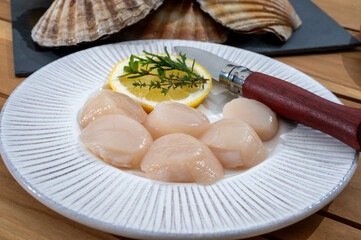 Atlantic bay scallops coquille St. James sea shells, catch of the day in Normandy or Brittany, France is shells and cleaned