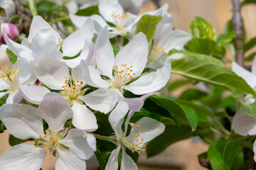 Spring pink blossom of apple trees in orchard, fruit region Haspengouw in Belgium, close up