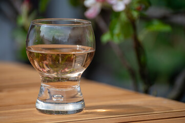 Brut apple cider from Betuwe, Gelderland, in glass and blossom of apple tree in garden on background on sunny day, apple cider production in Netherlands