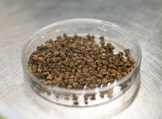 Samples of new legumes and vegetables seeds varieties in seed bank, seedlings for spring sowing in fields