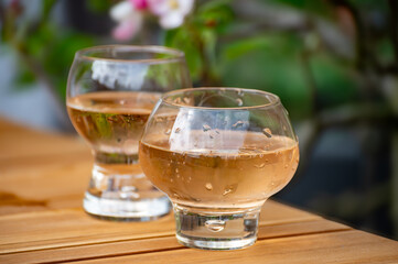 Brut apple cider from Betuwe, Gelderland, in glasses and blossom of apple tree in garden on background on sunny day, apple cider production in Netherlands