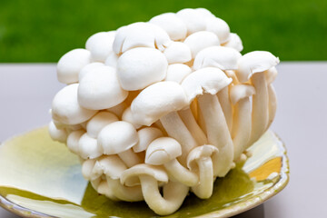 White and brown shimeji edible mushrooms native to East Asia, buna-shimeji is widely cultivated and rich umami tasting compounds