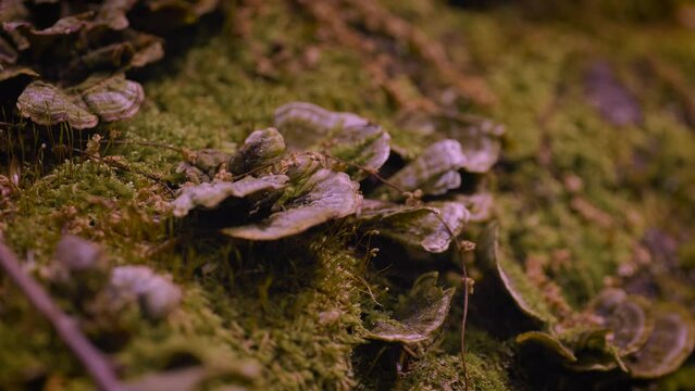 Time-lapse of mushrooms and fungus moss growing on decaying log