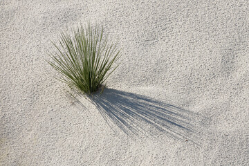 Soaptree Yucca Growing on Gypsum, White Sands National Park