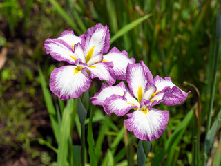 植物園に咲いたハナショウブ「士清」