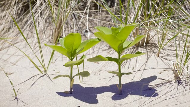 Fresh new growth on sand dune beach