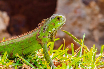 Iguana baby bright green color in the lagoon of the carpenter in Tampico tamaulipas