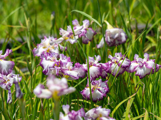 植物園に咲いたハナショウブ「士清」