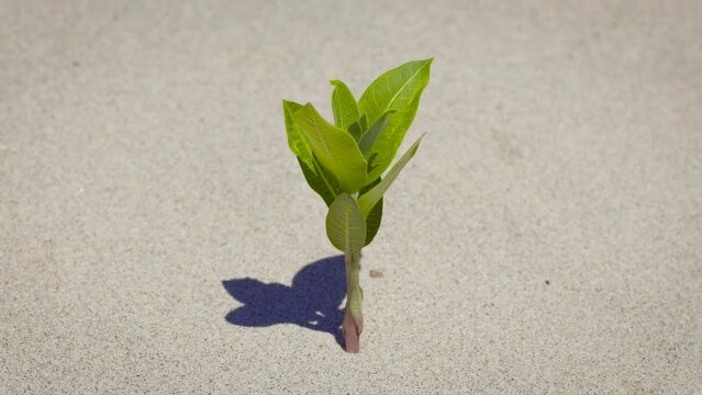 Fresh new growth on sand dune beach