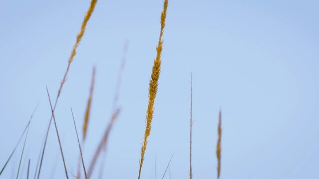 Beach grass swaying in the wind
