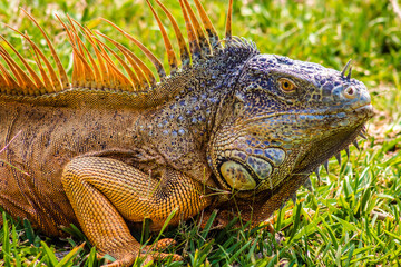Iguana in green meadow in Tampico tamaulipas