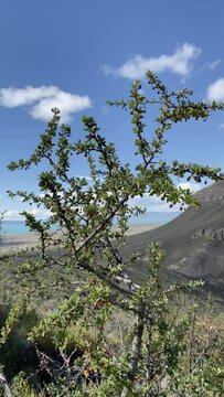 Video of calafate tree branch, Berberis Microphylla, green leaves and small berries.