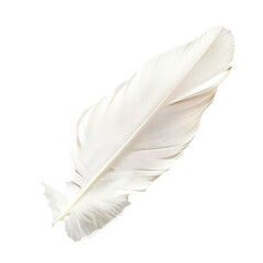 Bird Feather on transparent or white background