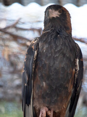 The black breasted buzzard is quite large with broad, rounded wings, and a short neck and tail.