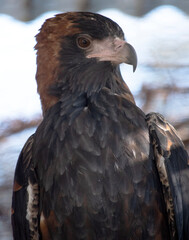 The black breasted buzzard is quite large with broad, rounded wings, and a short neck and tail.