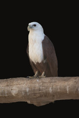The brahminy kite is distinctive and contrastingly coloured, with chestnut plumage except for the white head and breast and black wing tips.