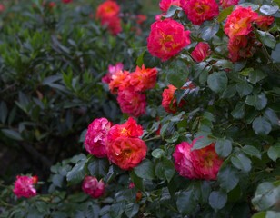 vibrant pink and red roses amidst lush green foliage, rosebush. concepts: gardening websites or articles, floral shop promotions, background for inspirational quotes, summer season themes