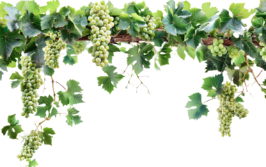 Grape leaves vine branch with tendrils and grape on transparent or white background