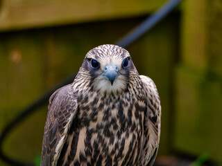 photo of a falcon. Bird of prey, Common buzzard, Buteo Buteo. Head of small falcon