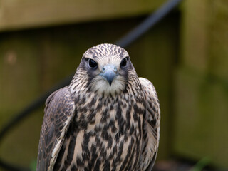photo of a falcon. Bird of prey, Common buzzard, Buteo Buteo. Head of small falcon