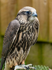 photo of a falcon. Bird of prey, Common buzzard, Buteo Buteo. Head of small falcon