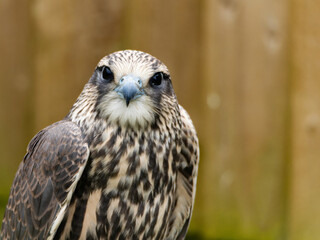 photo of a falcon. Bird of prey, Common buzzard, Buteo Buteo. Head of small falcon