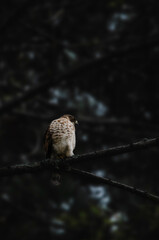 &aacute;guila cuaresmera 