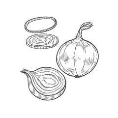 Engraved onions vector set isolated on white background.