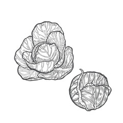 Two cabbages engraved vintage illustration.