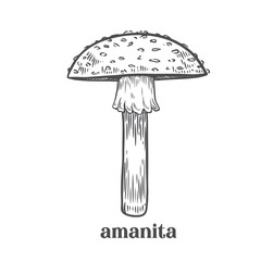 Engraved amanita mushroom vintage line drawing.