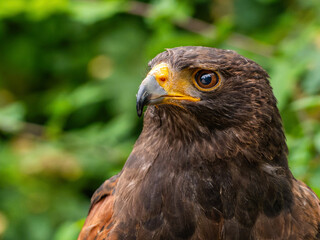 Close up of a Parabuteo unicinctus Harris's Hawk. Golden Eagle - Aquila chrysaetos, flying over grassy area