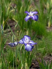 植物園に咲いたハナショウブ「夜光の珠」
