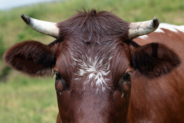 Close-up and portrait of a cow's head with horns. The fur is brown. On the forehead there is a...