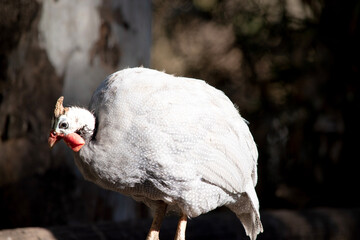 The Helmeted Guinea fowl is gray-black speckled with white. Like other guineafowl, this species has an unfeathered head,