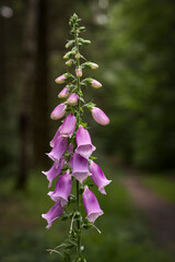 flowers in the forest, Red foxglove (Digitalis) on the roadside © WD Suncrest