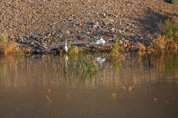 Egret on the edge of the water