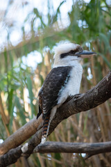 the laughing kookaburra has an off-white head, which is marked by a distinctive dark brown stripe which runs around each eye and along the centre of the head.