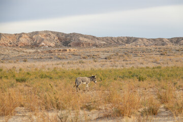 Wild burro in the desert