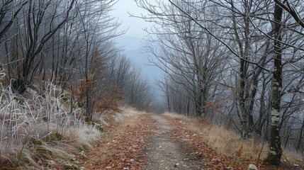 Obraz premium Mountain scenery in winter with leafless trees and plants alongside a walking path