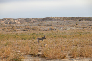 Naklejka premium Wild burro in the desert